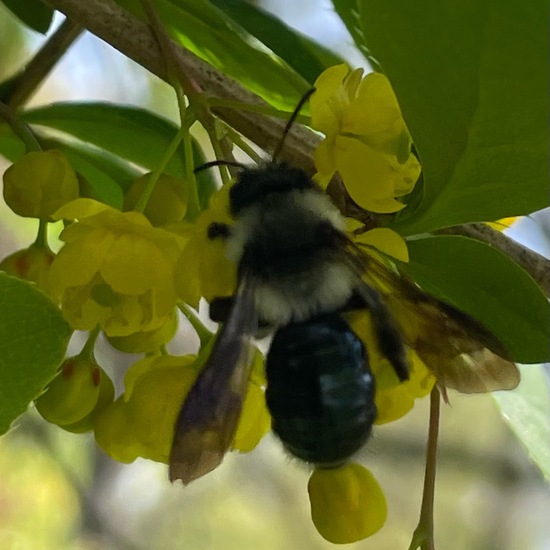 Berberitze: Pflanze im Habitat Garten in der NatureSpots App