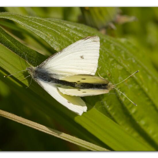 Kleiner Kohlweißling: Tier im Habitat Grasland und Büsche in der NatureSpots App