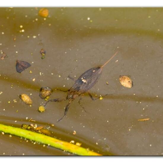 Wasserskorpion: Tier im Habitat Süßwasser in der NatureSpots App