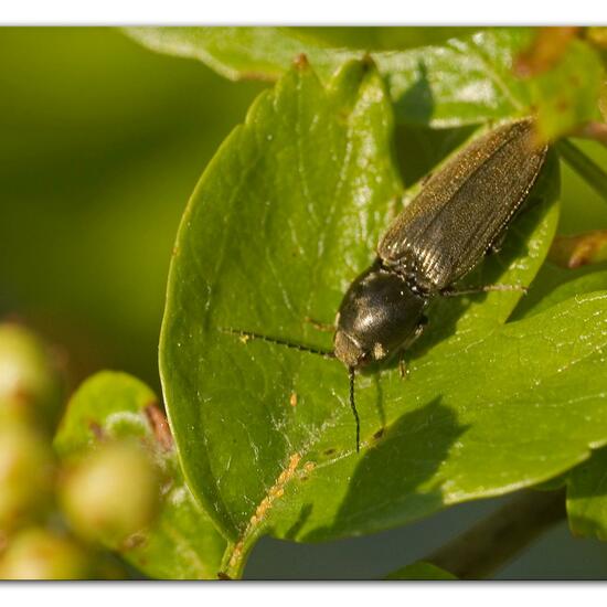 Agriotes pilosellus: Tier im Habitat Grasland und Büsche in der NatureSpots App