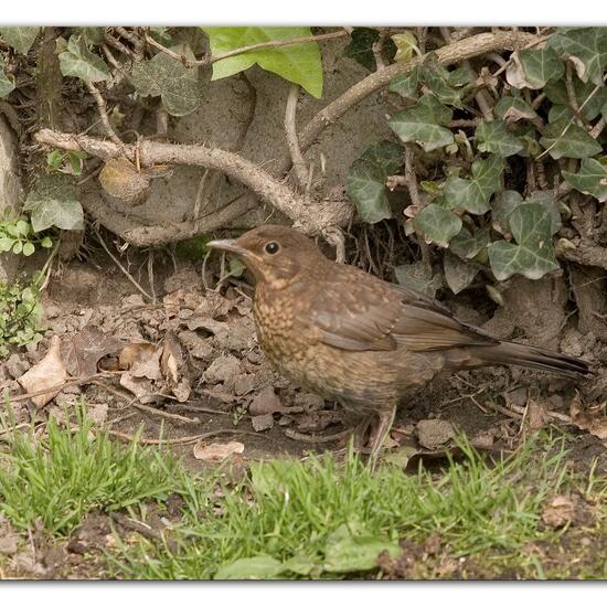 Amsel: Tier im Habitat Garten in der NatureSpots App