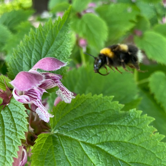 Dunkle Erdhummel: Tier im Habitat Garten in der NatureSpots App