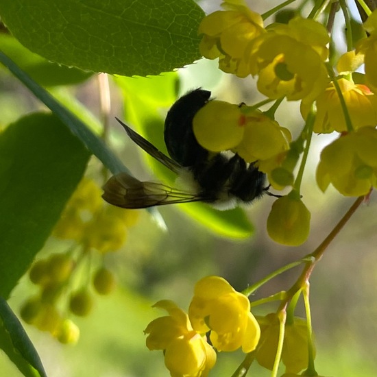 Berberitze: Pflanze im Habitat Garten in der NatureSpots App