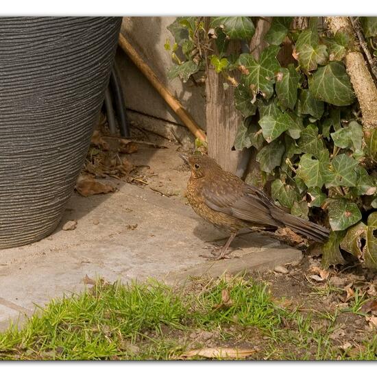 Amsel: Tier im Habitat Garten in der NatureSpots App