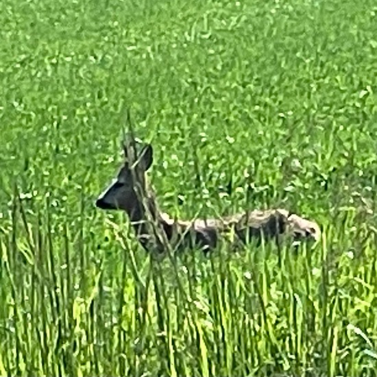 Reh: Tier im Habitat Felder in der NatureSpots App