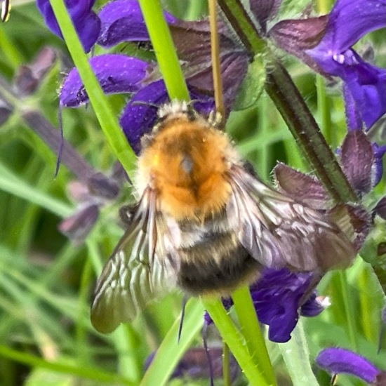 Ackerhummel: Tier im Habitat Büsche/Heide in der NatureSpots App