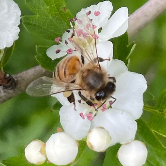 Westliche Honigbiene: Tier im Habitat Büsche/Heide in der NatureSpots App