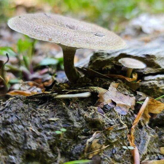 Weitlöcheriger Stielporling: Pilz im Habitat Borealer Nadelwald in der NatureSpots App