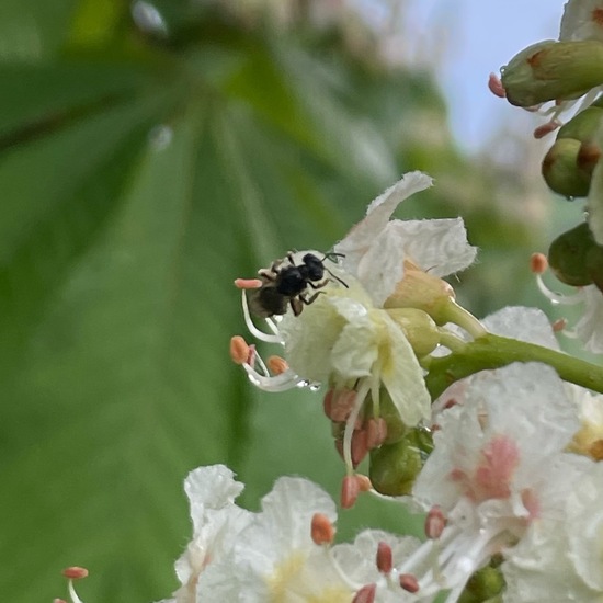 Lasioglossum malachurum: Tier im Habitat Büsche/Heide in der NatureSpots App