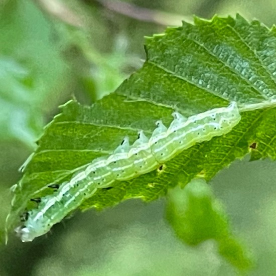 Trapezeule: Tier im Habitat Wald der gemäßigten Breiten in der NatureSpots App