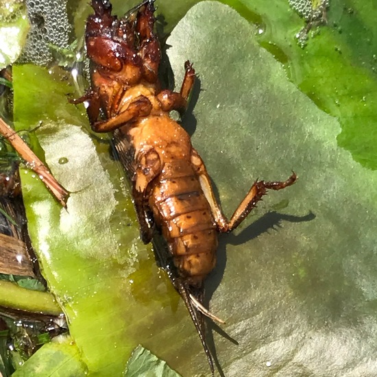 Europäische Maulwurfsgrille: Tier im Habitat Habitat manuell eingeben in der NatureSpots App