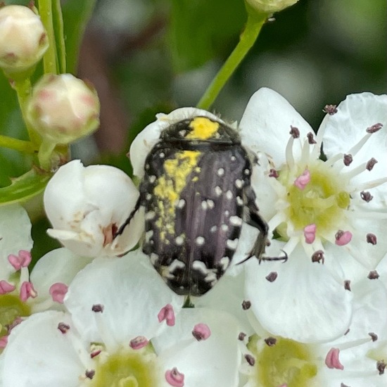 Trauer-Rosenkäfer: Tier im Habitat Büsche/Heide in der NatureSpots App