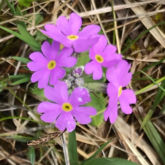 Mehlprimel: Pflanze im Habitat Sumpf in der NatureSpots App