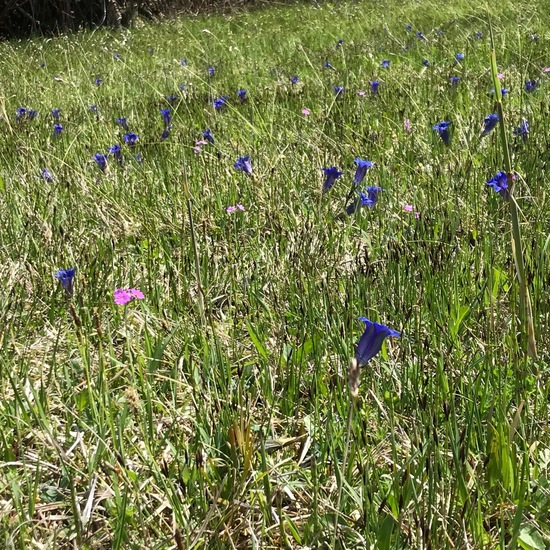 Kochscher Enzian: Pflanze im Habitat Moor in der NatureSpots App