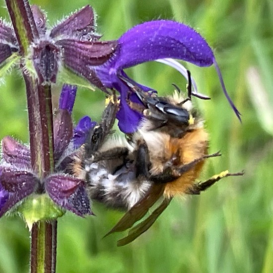 Ackerhummel: Tier im Habitat Büsche/Heide in der NatureSpots App