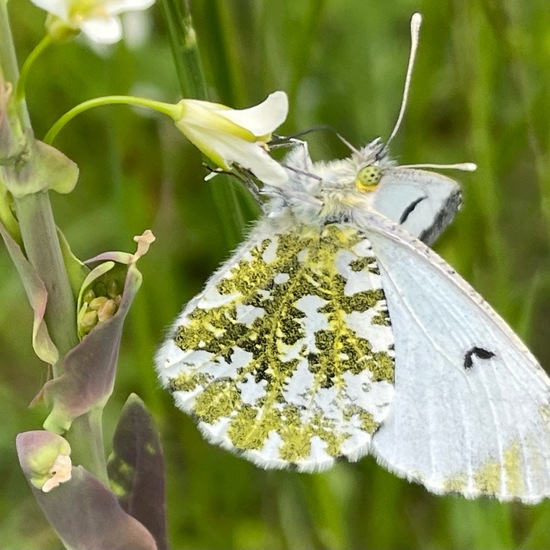 Aurorafalter: Tier im Habitat Büsche/Heide in der NatureSpots App