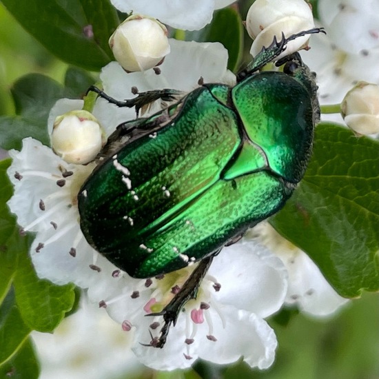 Cetonia aurata: a Animal nature observation in the ecosystem Shrubland ...