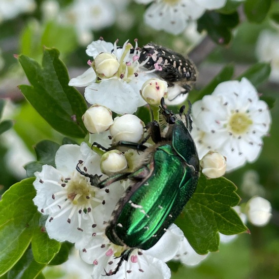 Goldglänzender Rosenkäfer: Tier im Habitat Büsche/Heide in der NatureSpots App