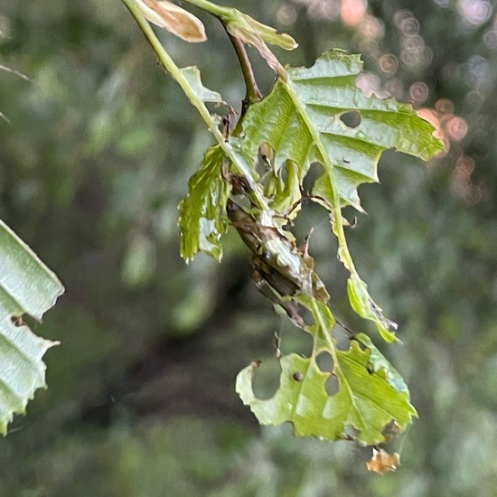 Trapezeule: Tier im Habitat Wald der gemäßigten Breiten in der NatureSpots App