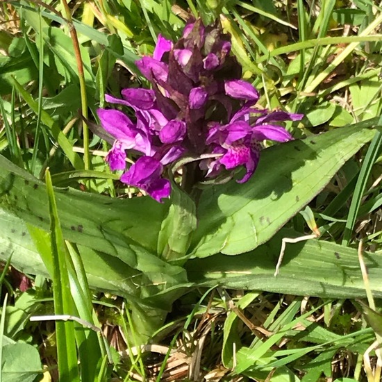 Breitblättriges Knabenkraut: Pflanze im Habitat Sumpf in der NatureSpots App