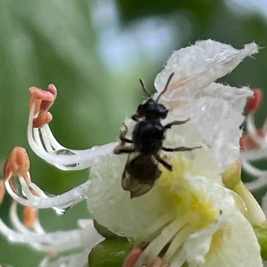 Lasioglossum malachurum: Tier im Habitat Büsche/Heide in der NatureSpots App