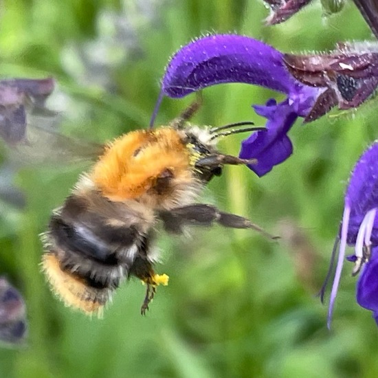 Ackerhummel: Tier im Habitat Büsche/Heide in der NatureSpots App