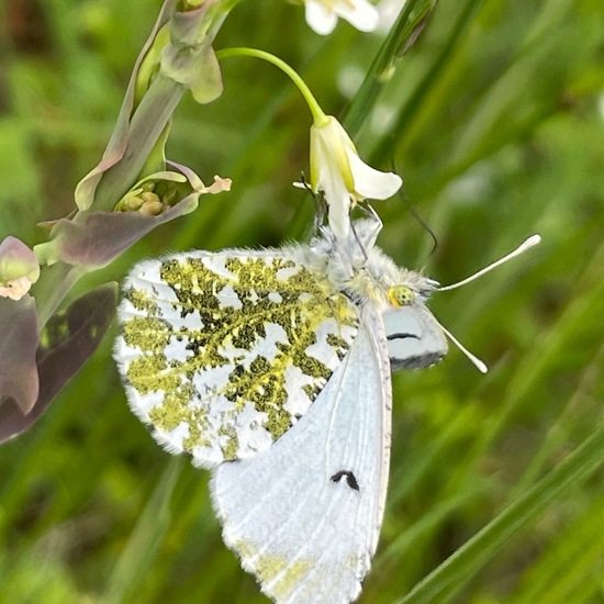 Aurorafalter: Tier im Habitat Büsche/Heide in der NatureSpots App