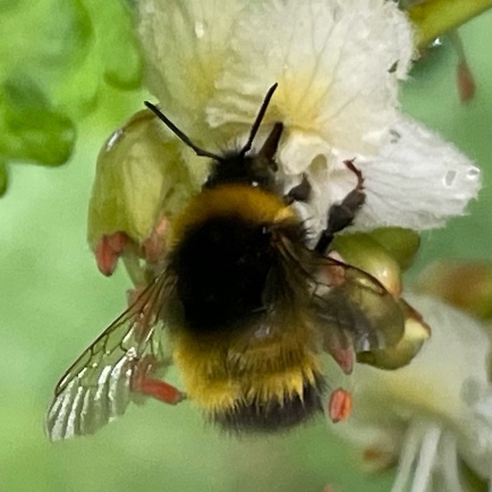 Wiesenhummel: Tier im Habitat Büsche/Heide in der NatureSpots App