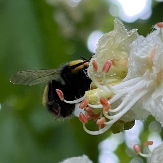 Wiesenhummel: Tier im Habitat Büsche/Heide in der NatureSpots App