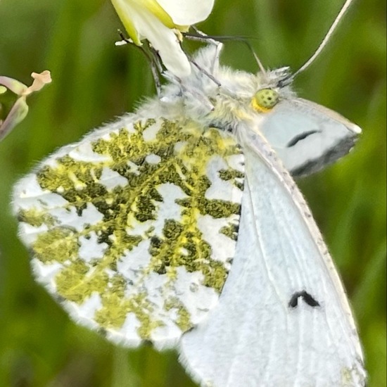 Aurorafalter: Tier im Habitat Büsche/Heide in der NatureSpots App