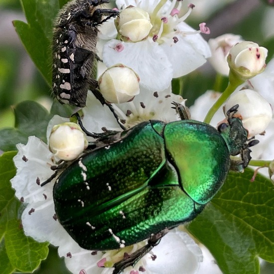 Goldglänzender Rosenkäfer: Tier im Habitat Büsche/Heide in der NatureSpots App