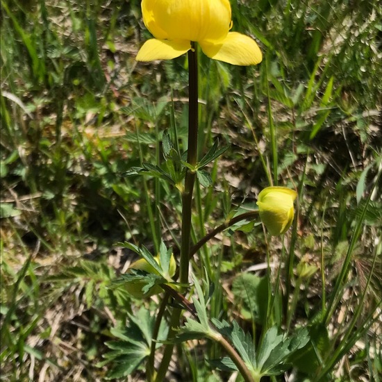 Trollblume: Pflanze im Habitat Moor in der NatureSpots App