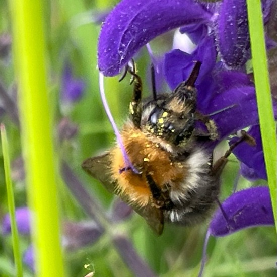 Ackerhummel: Tier im Habitat Büsche/Heide in der NatureSpots App