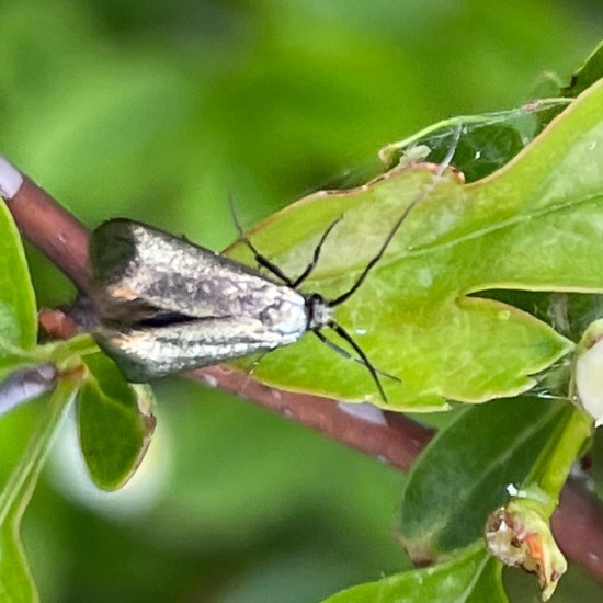 Adela reaumurella: Tier im Habitat Büsche/Heide in der NatureSpots App