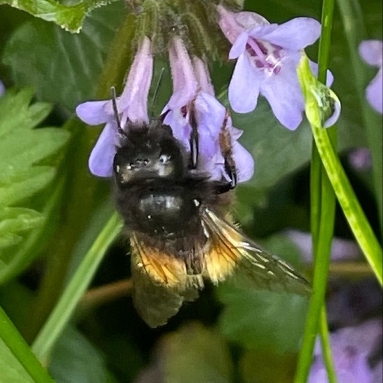 Gehörnte Mauerbiene: Tier im Habitat Garten in der NatureSpots App