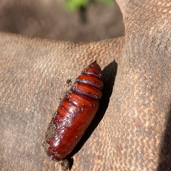 Hausmutter: Tier im Habitat Garten in der NatureSpots App