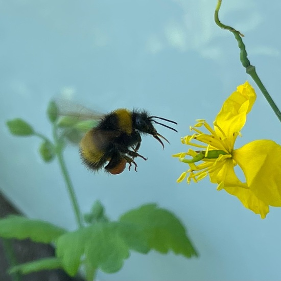 Wiesenhummel: Tier im Habitat Büsche/Heide in der NatureSpots App