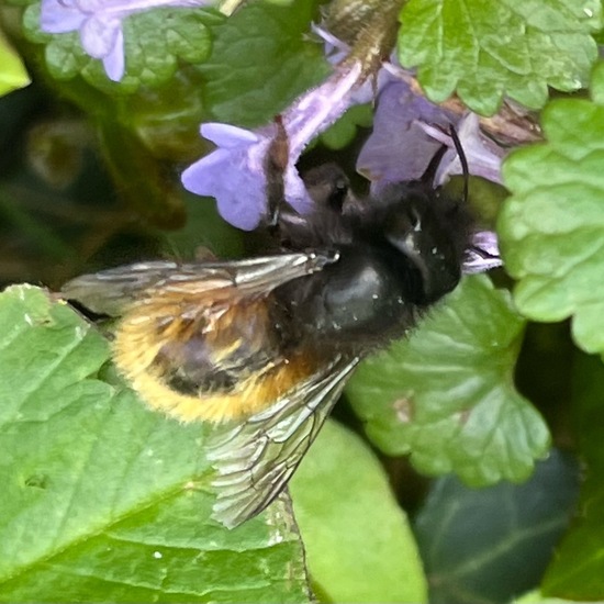 Gehörnte Mauerbiene: Tier im Habitat Garten in der NatureSpots App