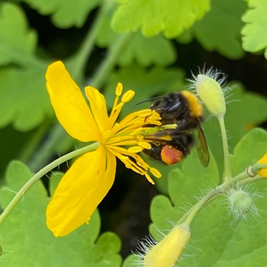 Wiesenhummel: Tier im Habitat Büsche/Heide in der NatureSpots App