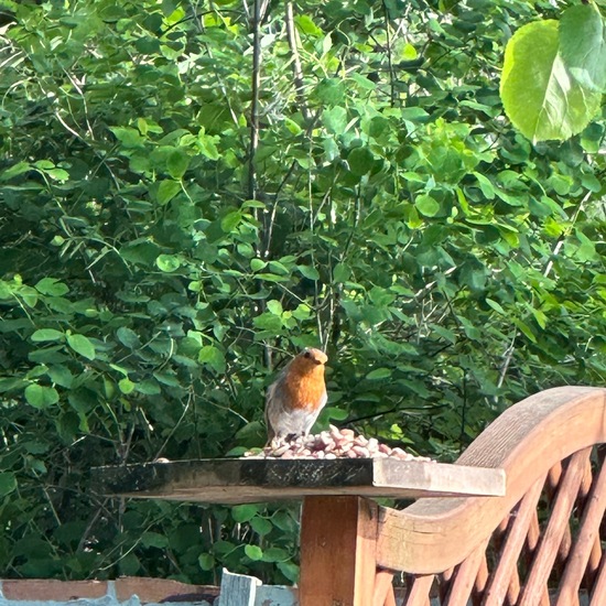 Rotkehlchen: Tier in der Natur in der NatureSpots App