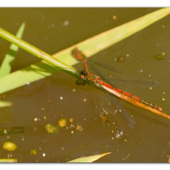 Frühe Adonislibelle: Tier im Habitat Ackerrandstreifen in der NatureSpots App