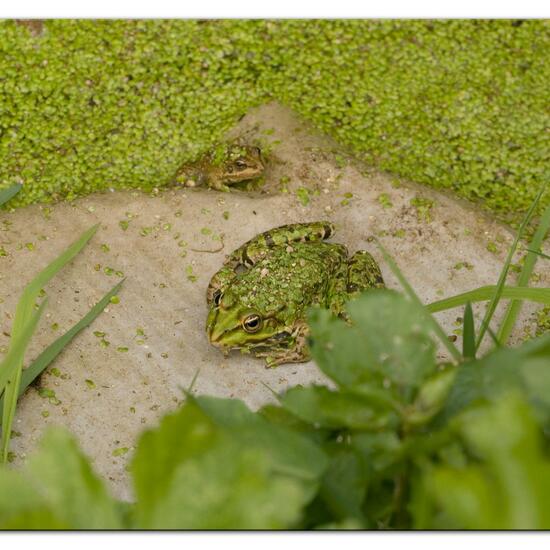 Seefrosch: Tier im Habitat Ackerrandstreifen in der NatureSpots App