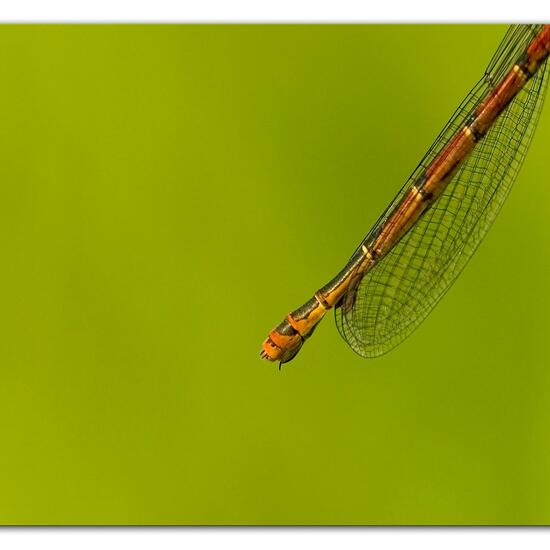 Frühe Adonislibelle: Tier im Habitat Ackerrandstreifen in der NatureSpots App