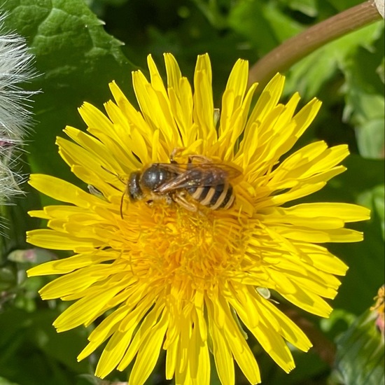 Halictus scabiosae: Tier im Habitat Garten in der NatureSpots App