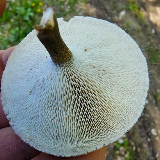 Weitlöcheriger Stielporling: Pilz im Habitat Borealer Nadelwald in der NatureSpots App