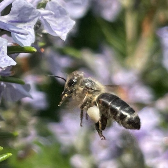 Westliche Honigbiene: Tier im Habitat Garten in der NatureSpots App