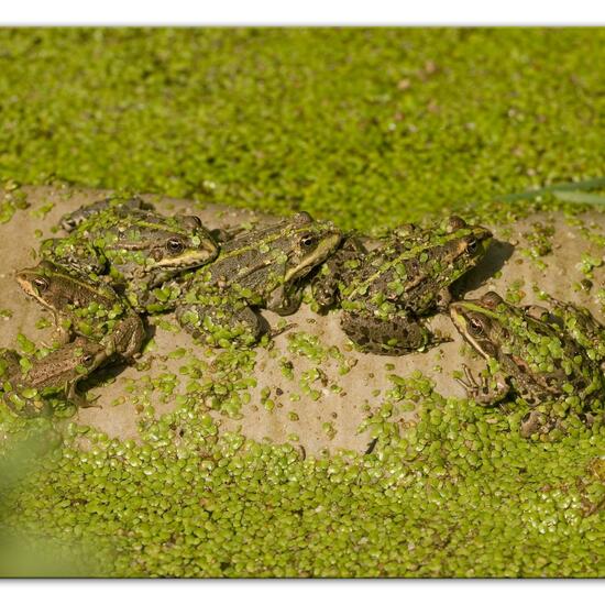 Seefrosch: Tier im Habitat Ackerrandstreifen in der NatureSpots App