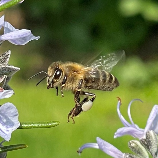 Westliche Honigbiene: Tier im Habitat Garten in der NatureSpots App