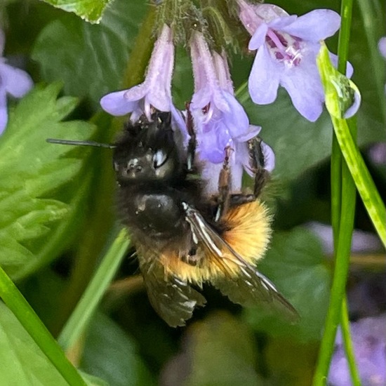 Gehörnte Mauerbiene: Tier im Habitat Garten in der NatureSpots App