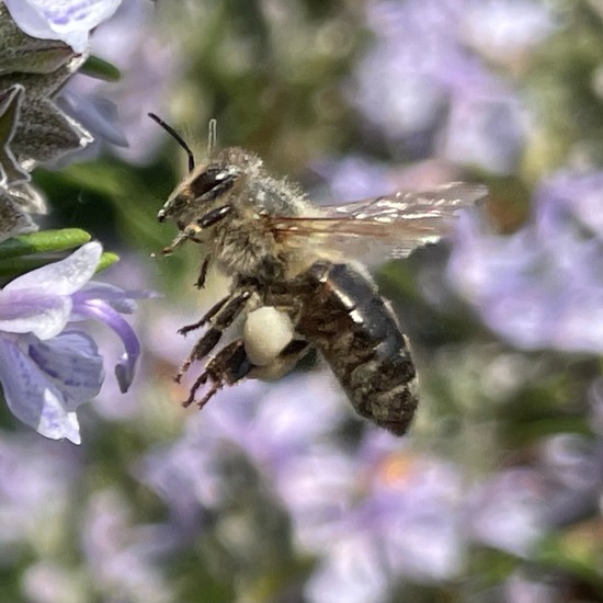 Westliche Honigbiene: Tier im Habitat Garten in der NatureSpots App